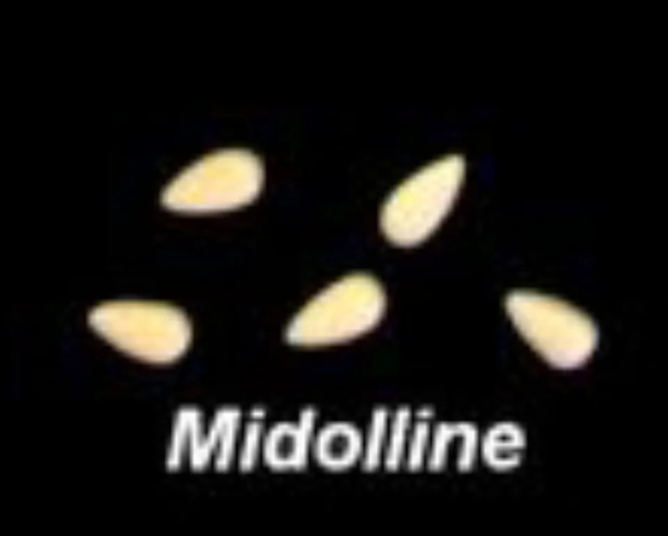 Midolline, photographed