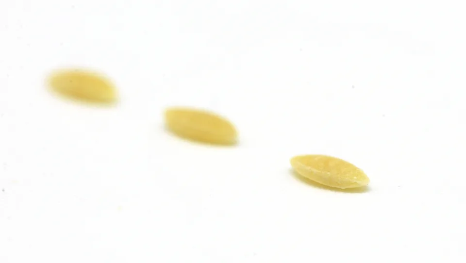 Orzo, photographed